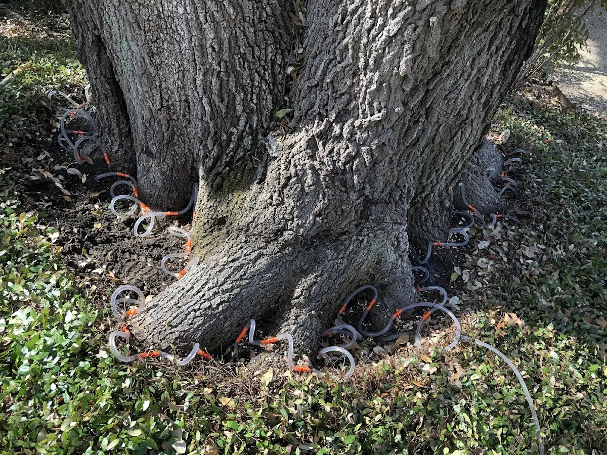 Detailed Tree Cabling and Bracing job site in Elverson