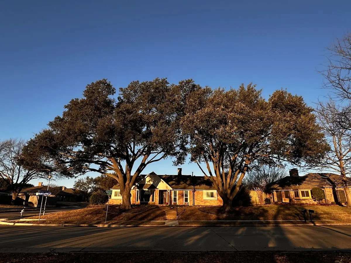 Established residential canopy tree shading a home in Elverson